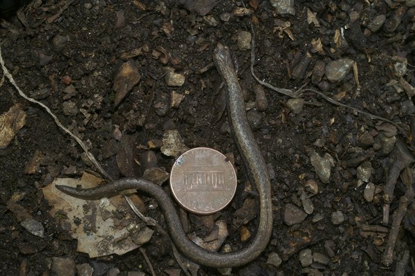Pneus de vélo : Tubeless ou à chambre à air ?